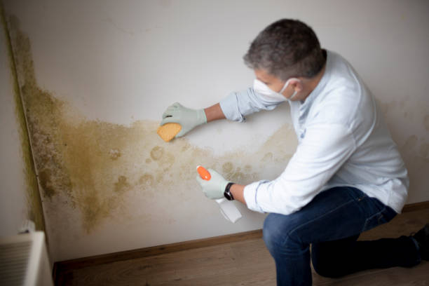 Best Air Quality Testing for Mold Spores  in Green Island, NY